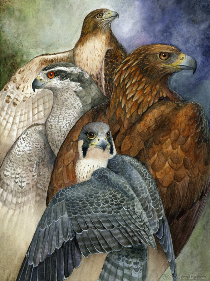 Midwest Rapters Four North American Raptors by Brenda Lyons | Indiana Raptor Center